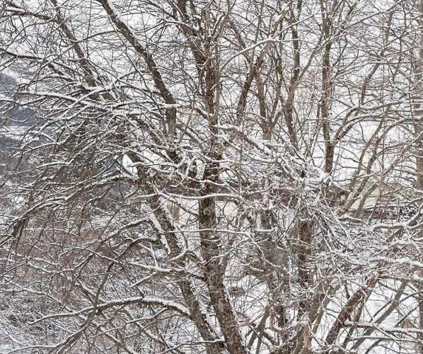 Apartament Iris 3 Design